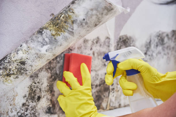 Mold Removal